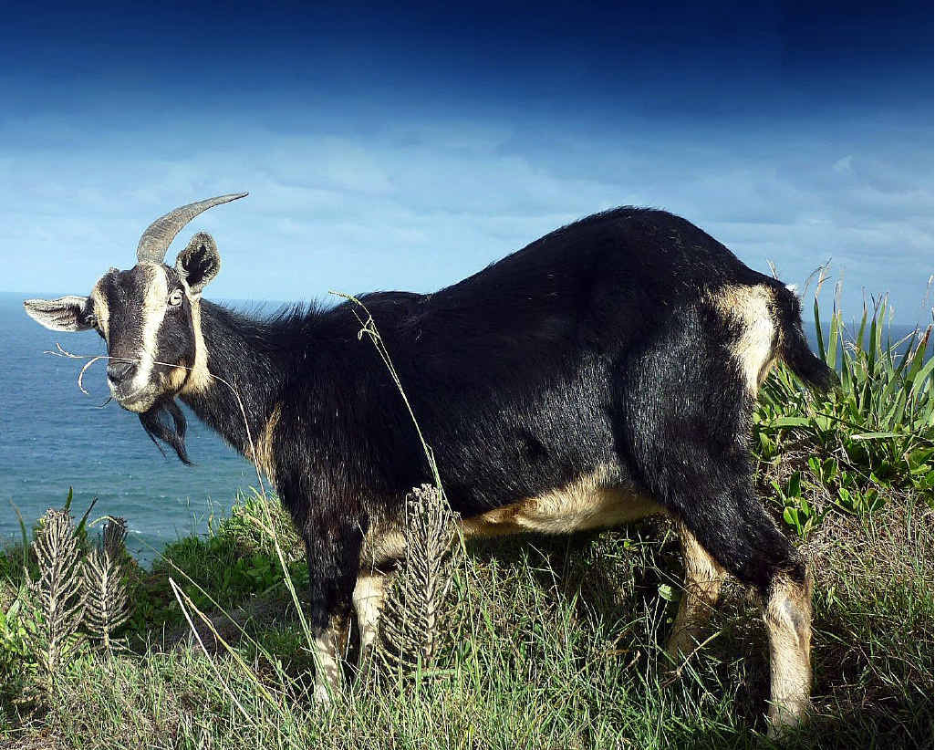 Wategoat Wategoat