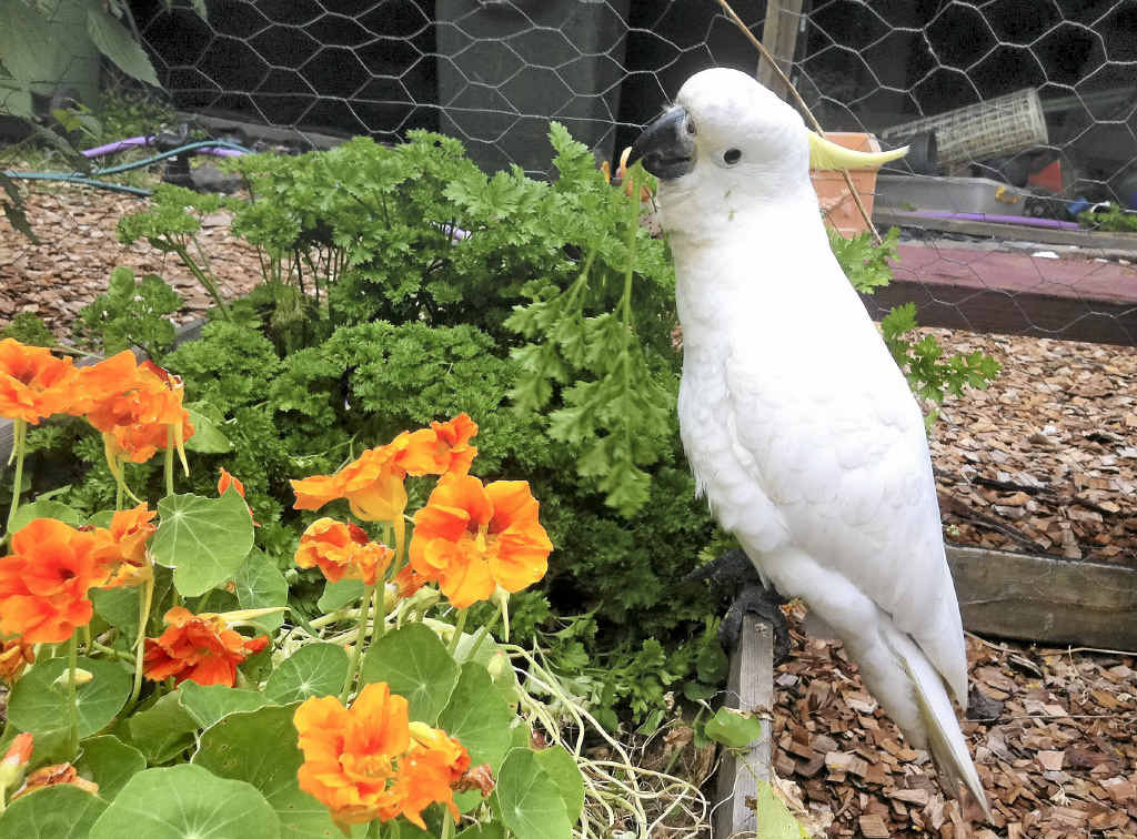 RECOVERING AGAIN: Dusty the cockatoo is back in care after being shot. RECOVERING AGAIN: Dusty the cockatoo is back in care after being shot.