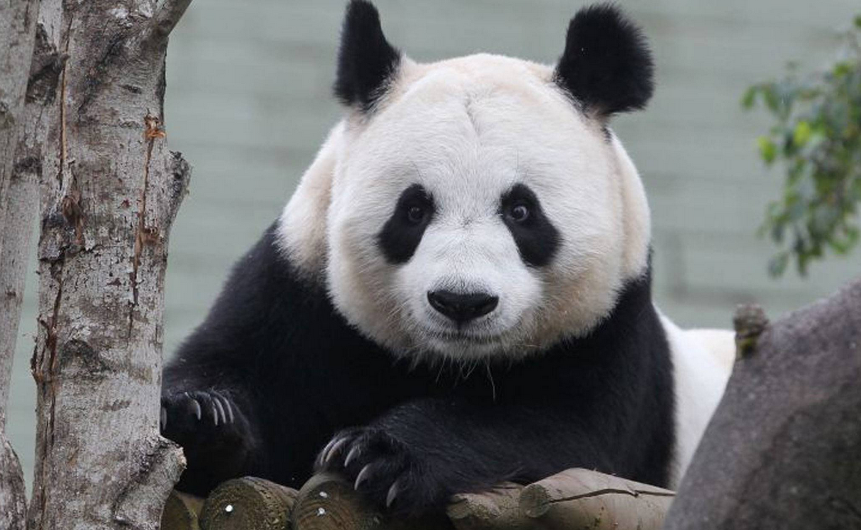 Natural mating was not attempted between Tian Tian, pictured, and male Yang Guang (Sunshine) as scientists who have been monitoring them at Edinburgh Zoo decided that Tian Tian was showing signs that were not Natural mating was not attempted between Tian Tian, pictured, and male Yang Guang (Sunshine) as scientists who have been monitoring them at Edinburgh Zoo decided that Tian Tian was showing signs that were not