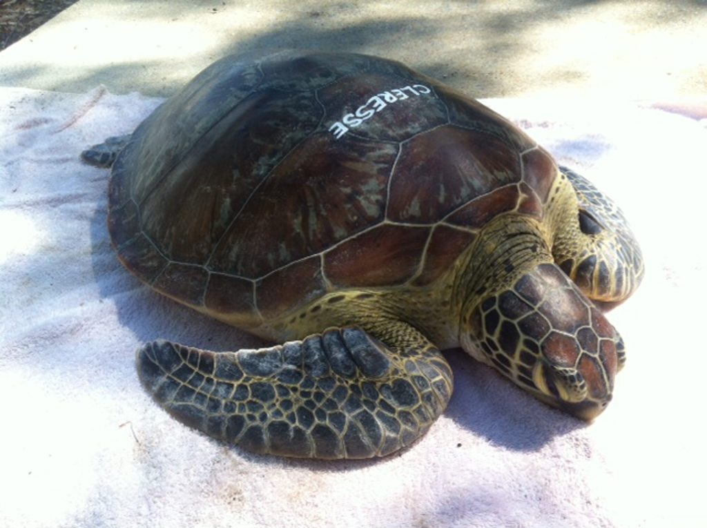 Clerese the green turtle was found floating in the Boyne Island/Tannum Sands area late last month weighing only 13.8kg. So far she is responding well to treatment at the Quoin Island Turtle Rehabilitation Centre. Clerese the green turtle was found floating in the Boyne Island/Tannum Sands area late last month weighing only 13.8kg. So far she is responding well to treatment at the Quoin Island Turtle Rehabilitation Centre.