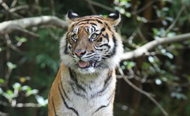 The Australia Zoo Big Cat crew have announced Kaitlyn the 5 year old Sumatran tiger is pregnant. Photo Darryn Smith / Sunshine Coast Daily The Australia Zoo Big Cat crew have announced Kaitlyn the 5 year old Sumatran tiger is pregnant. Photo Darryn Smith / Sunshine Coast Daily