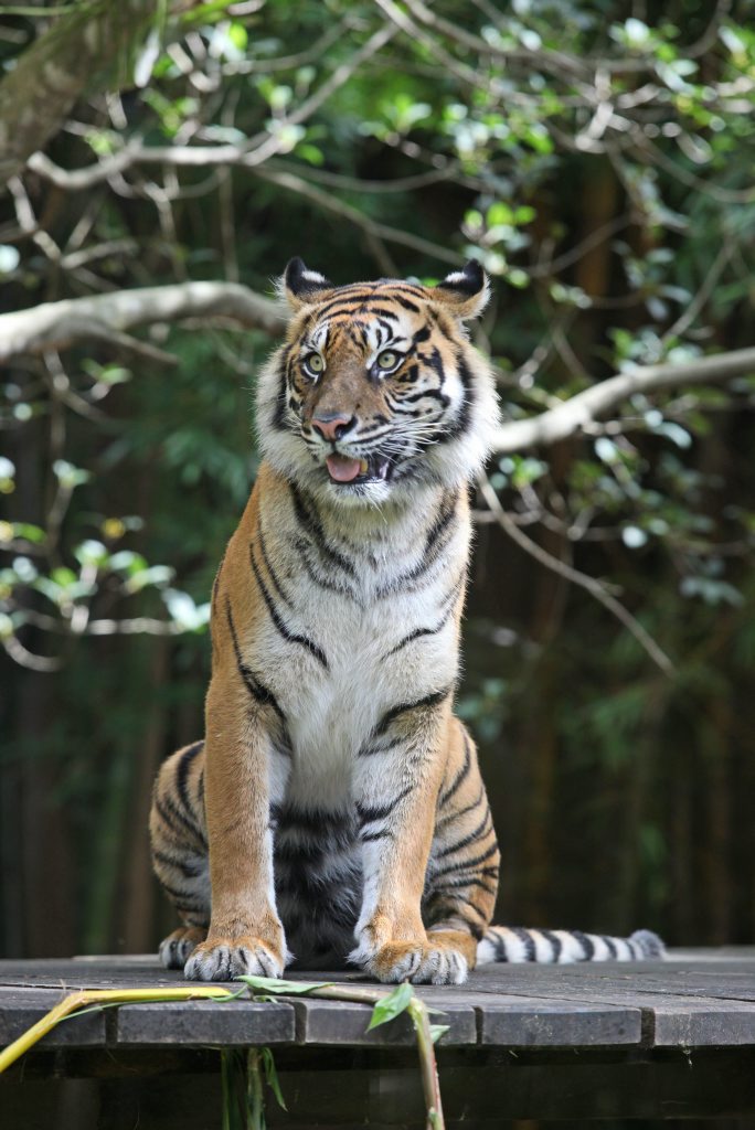 The Australia Zoo Big Cat crew have announced Kaitlyn the 5 year old Sumatran tiger is pregnant. Photo Darryn Smith / Sunshine Coast Daily The Australia Zoo Big Cat crew have announced Kaitlyn the 5 year old Sumatran tiger is pregnant. Photo Darryn Smith / Sunshine Coast Daily