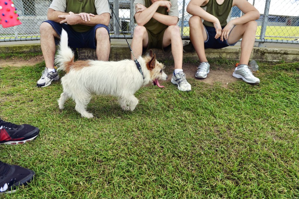 An inmate walks terrier Norton. Norton was adopted by a prison guard when the dog left the guardianship of the inmates at the Arthur Gorrie Correctional Centre. A partnership between Arthur Gorrie and the RSPCA have placed surrendered dogs in the care of prisoners who are undergoing drug rehabilitation. An inmate walks terrier Norton. Norton was adopted by a prison guard when the dog left the guardianship of the inmates at the Arthur Gorrie Correctional Centre. A partnership between Arthur Gorrie and the RSPCA have placed surrendered dogs in the care of prisoners who are undergoing drug rehabilitation.
