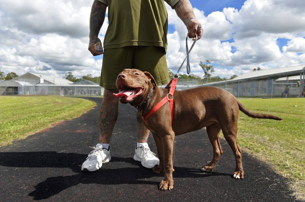 Kayla with her prison guardian at Arthur Gorrie Correctional Centre. Kayla's guardian has also adopted the american staffy cross. A partnership between Arthur Gorrie and the RSPCA have placed surrendered dogs in the care of prisoners who are undergoing drug rehabilitation. Kayla with her prison guardian at Arthur Gorrie Correctional Centre. Kayla's guardian has also adopted the american staffy cross. A partnership between Arthur Gorrie and the RSPCA have placed surrendered dogs in the care of prisoners who are undergoing drug rehabilitation.