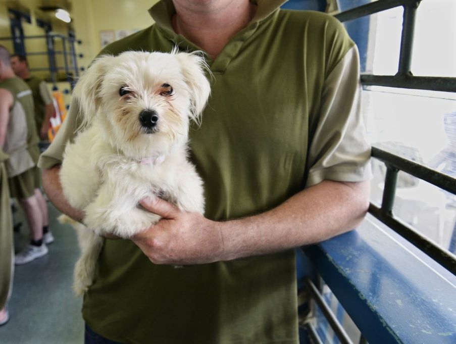 Resident dog Chika with her guardian at the Arthur Gorrie Correctional Centre. A partnership between Arthur Gorrie and the RSPCA have placed surrendered dogs in the care of prisoners who are undergoing drug rehabilitation. Resident dog Chika with her guardian at the Arthur Gorrie Correctional Centre. A partnership between Arthur Gorrie and the RSPCA have placed surrendered dogs in the care of prisoners who are undergoing drug rehabilitation.