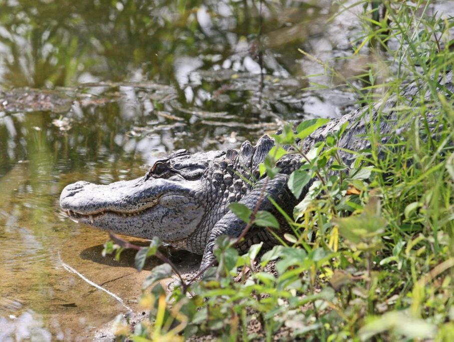 Macca the 6 foot American alligator moving to his new enclosure at the Australia Zoo. Macca the 6 foot American alligator moving to his new enclosure at the Australia Zoo.