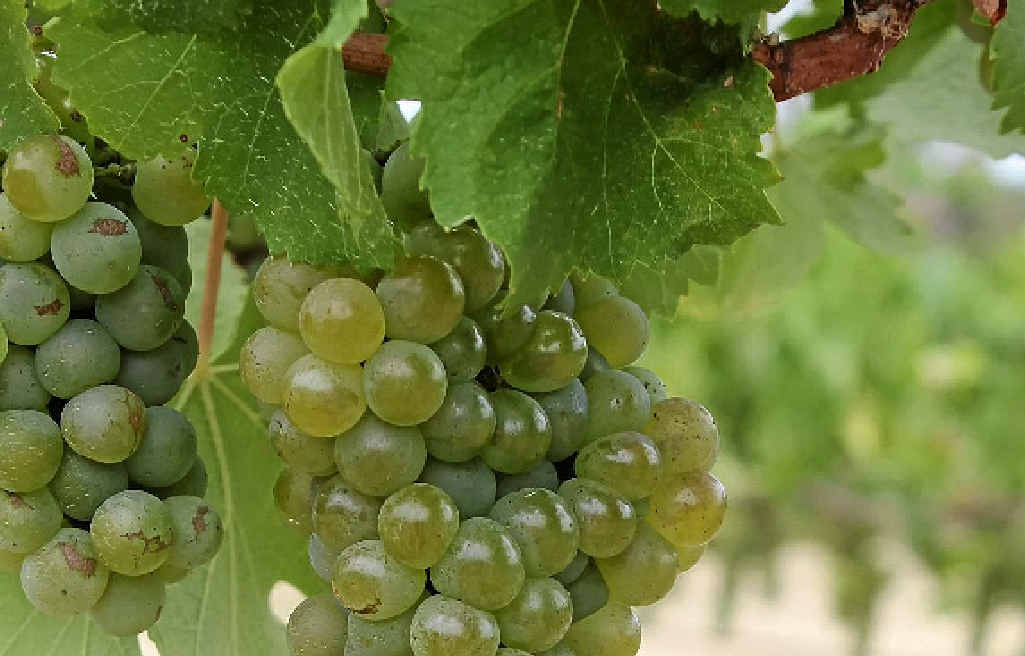 LESS IS MORE: One truckie ate so many grapes he said his stomach felt like like a fermenting machine. LESS IS MORE: One truckie ate so many grapes he said his stomach felt like like a fermenting machine.