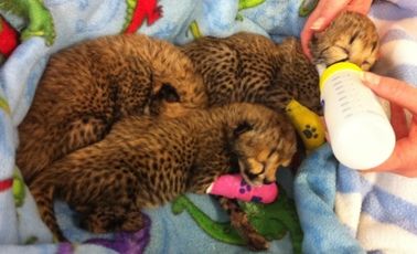Three newborn cheetah cubs at After Hours Veterinary Hospital in Christchurch. Three newborn cheetah cubs at After Hours Veterinary Hospital in Christchurch.