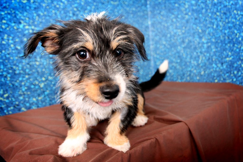 staffy cross foxy puppies