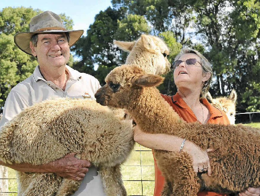 Jeff and Jill Willis from Palmwoods’ Sunline Alpacas invite people to come to their farm and see the alpacas during National Alpaca Week.