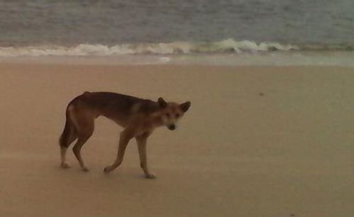 The sight of this dingo sparked concern from Fraser Island visitors and residents. The sight of this dingo sparked concern from Fraser Island visitors and residents.