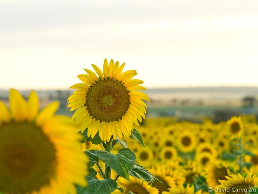 Visitor info team run off their feet with packed calendar