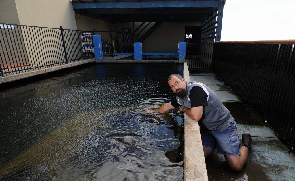 Greg Wolff at the family-owned business Neptunes Reef World where thieves attempted to steal a shark. Greg Wolff at the family-owned business Neptunes Reef World where thieves attempted to steal a shark.