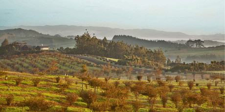 New Zealand's largest truffle plantation up for sale New Zealand's largest truffle plantation up for sale