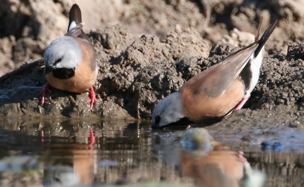The China First mine planned for the Galilee Basin could have an impact on the endangered Black-throated Finch in the Bimblebox Nature Reserve. The China First mine planned for the Galilee Basin could have an impact on the endangered Black-throated Finch in the Bimblebox Nature Reserve.