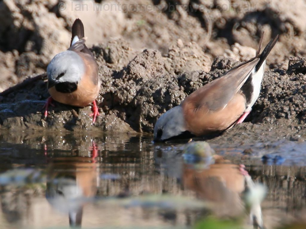 The black throated finch could halt Adani's Carmichael Coal Mine. The black throated finch could halt Adani's Carmichael Coal Mine.