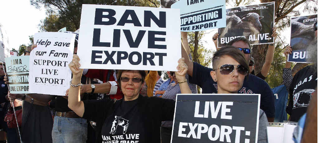 DIVIDED: Protesters wait for Prime Minister Julia Gillard at the 39th community cabinet meeting at Thornlie Senior High School in Perth, on Wednesday, March 27. Groups supporting and opposing live animal exports lined the street outside the school, under the watchful eye of a heavy police presence. DIVIDED: Protesters wait for Prime Minister Julia Gillard at the 39th community cabinet meeting at Thornlie Senior High School in Perth, on Wednesday, March 27. Groups supporting and opposing live animal exports lined the street outside the school, under the watchful eye of a heavy police presence.