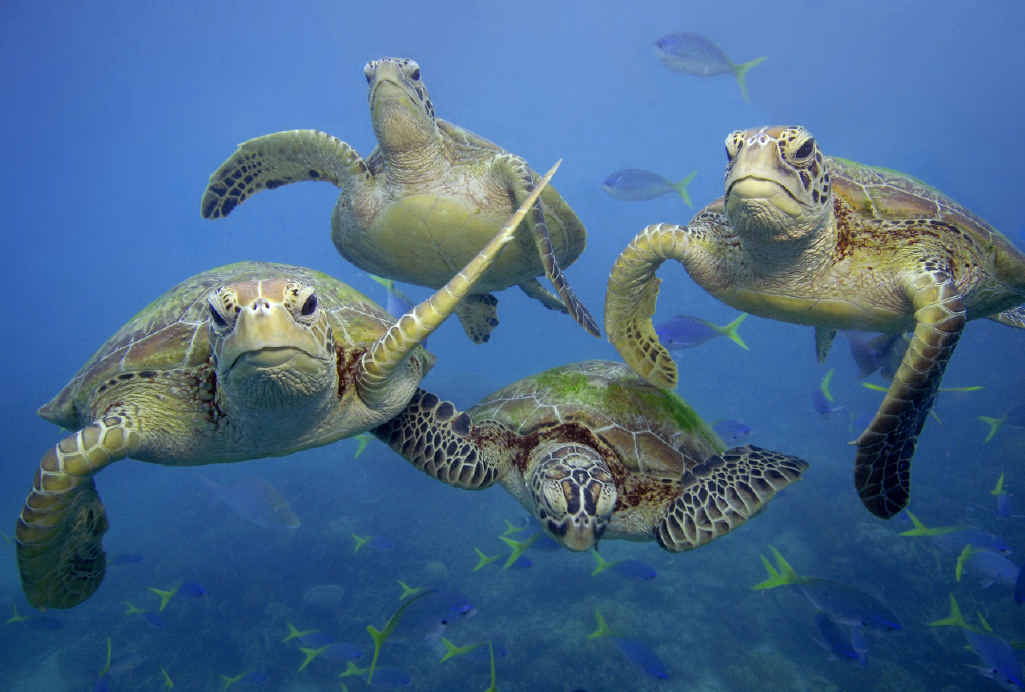 A documentary featuring Bowen residents’ fight to save sea turtles from a mysterious disease has been nominated for an award. A documentary featuring Bowen residents’ fight to save sea turtles from a mysterious disease has been nominated for an award.