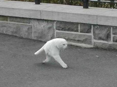 The half cat creating plenty of chatter on the internet. The half cat creating plenty of chatter on the internet.