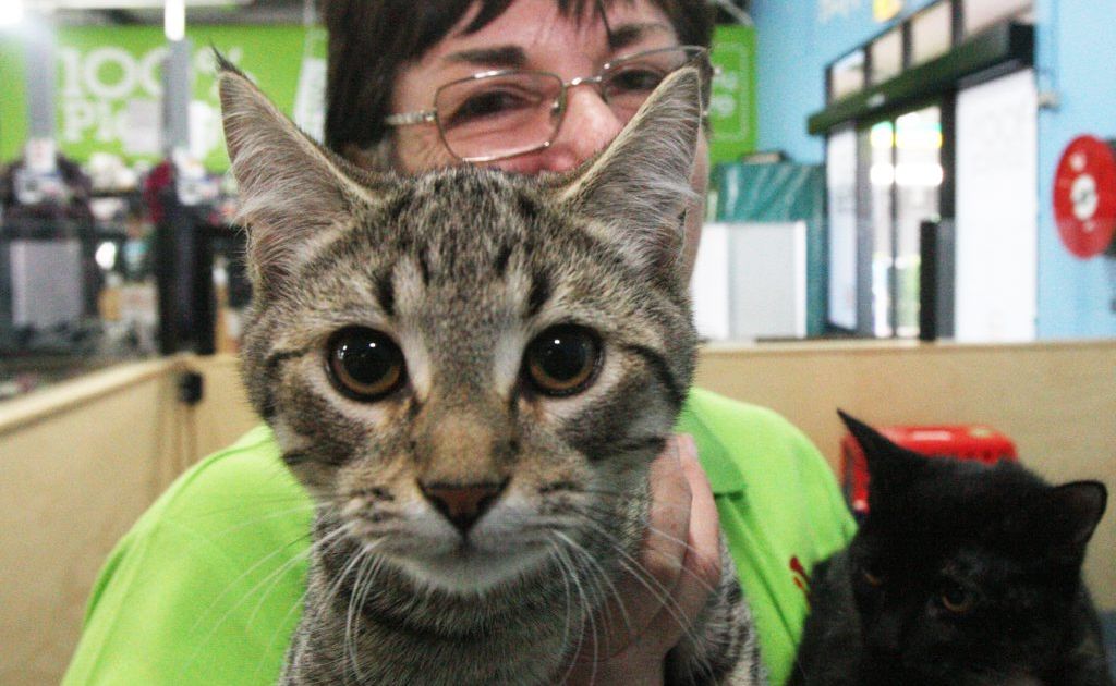 Low cost option to desex cats in the Tweed Queensland Times