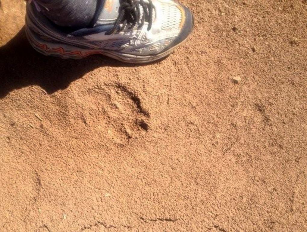 The footprints left by 'The Beast of Boonah' on Ron Horner's property. The footprints left by 'The Beast of Boonah' on Ron Horner's property.