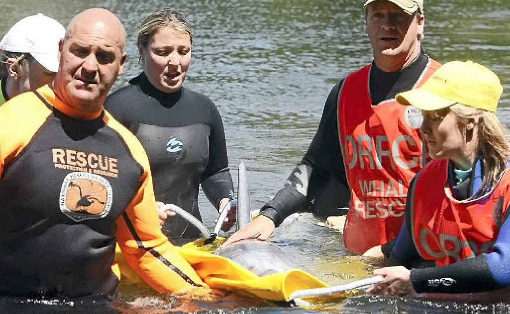 Cetacean rescue group ORRCA will run a one-day workshop at Byron Bay next week, teaching people how to safely rescue stranded whales, dolphins, dugongs, and seals. Cetacean rescue group ORRCA will run a one-day workshop at Byron Bay next week, teaching people how to safely rescue stranded whales, dolphins, dugongs, and seals.