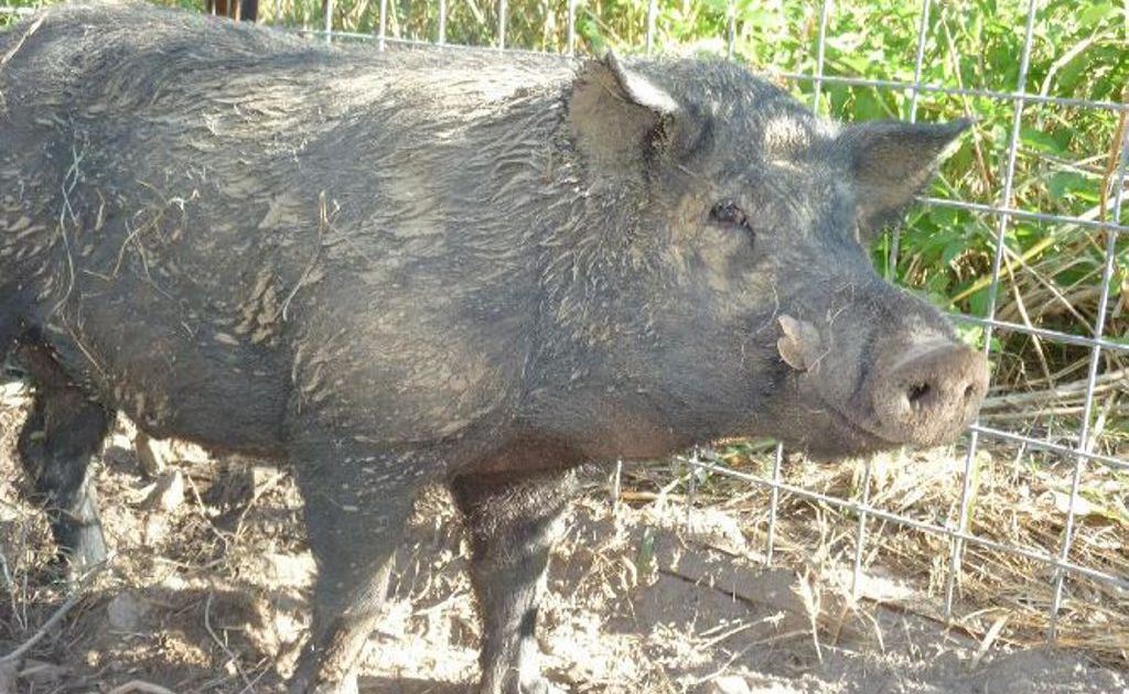 Feral pigs, a pest species that can cause significant damage. Feral pigs, a pest species that can cause significant damage.