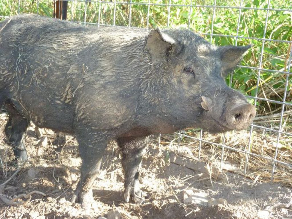 Feral pigs, a pest species that can cause significant damage. Feral pigs, a pest species that can cause significant damage.