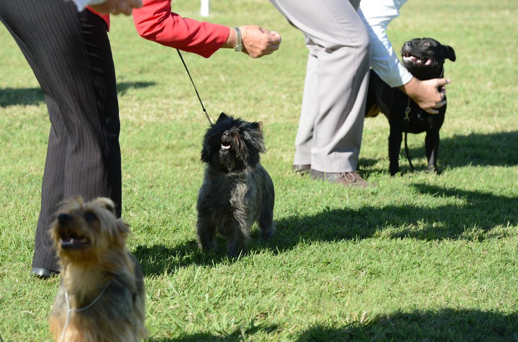 Judging of the terrier group for the Ipswich Show 2013. Judging of the terrier group for the Ipswich Show 2013.