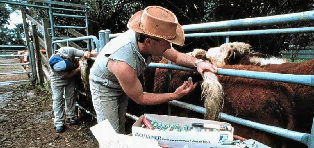 Testing of Bovine Johne’s Disease (BJD) samples from Bajool stud Rockley Brahman’s have indicated it is a strain never found before in Australia. Testing of Bovine Johne’s Disease (BJD) samples from Bajool stud Rockley Brahman’s have indicated it is a strain never found before in Australia.