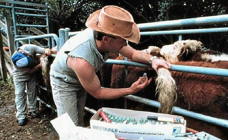 Testing of Bovine Johne’s Disease (BJD) samples from Bajool stud Rockley Brahman’s have indicated it is a strain never found before in Australia. Testing of Bovine Johne’s Disease (BJD) samples from Bajool stud Rockley Brahman’s have indicated it is a strain never found before in Australia.