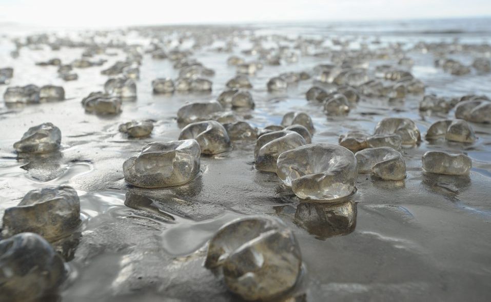 The clear jellyfish-like blobs on the beach at Urangan are egg cases from the conical sand snail. The clear jellyfish-like blobs on the beach at Urangan are egg cases from the conical sand snail.