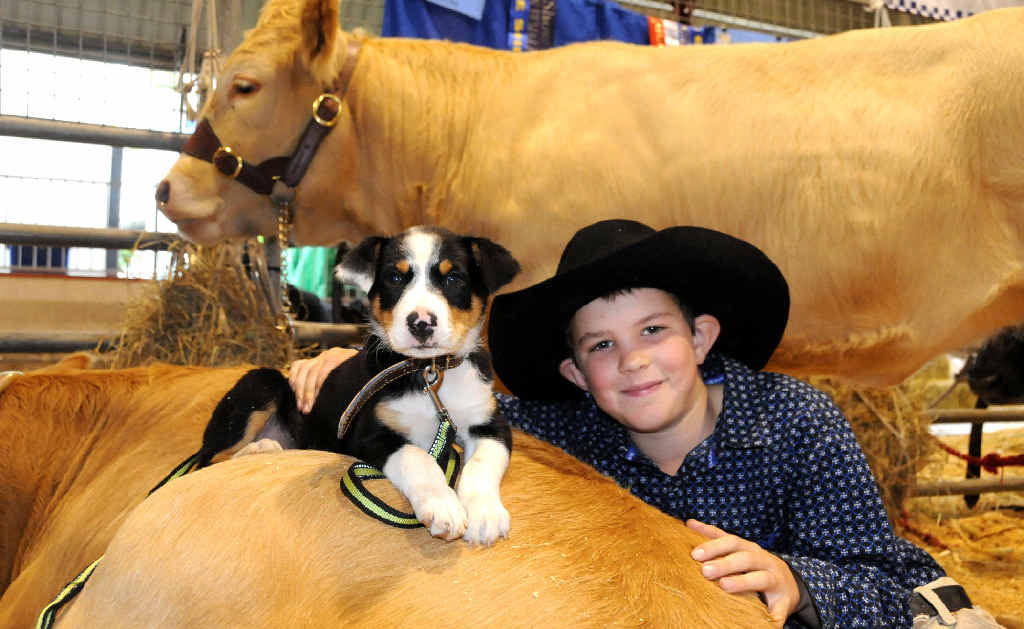Puppy Wilson with Max Aisthorpe, get right in amongst the livestock displays at the Gympie Show yesterday. Puppy Wilson with Max Aisthorpe, get right in amongst the livestock displays at the Gympie Show yesterday.