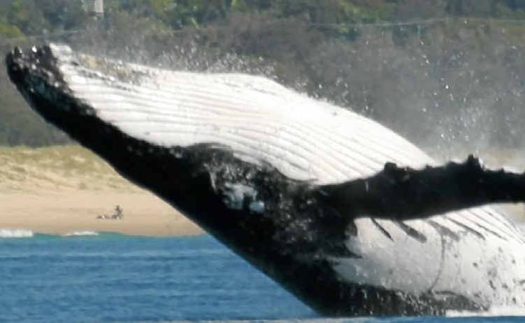 A migrating whale breaches. A migrating whale breaches.