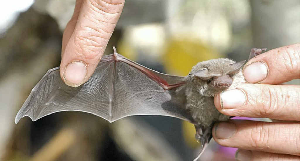 MICROBATS: Hinterland microbats commonly take up residence in roof spaces. MICROBATS: Hinterland microbats commonly take up residence in roof spaces.