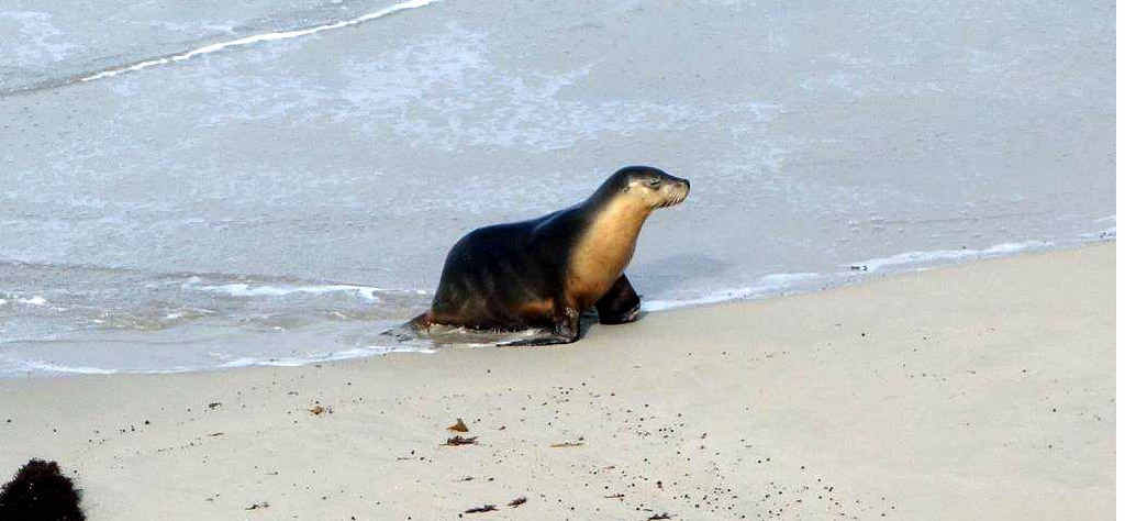 SPOILT FOR CHOICE: Between the food and the scenery, Kangaroo Island will win you over. SPOILT FOR CHOICE: Between the food and the scenery, Kangaroo Island will win you over.