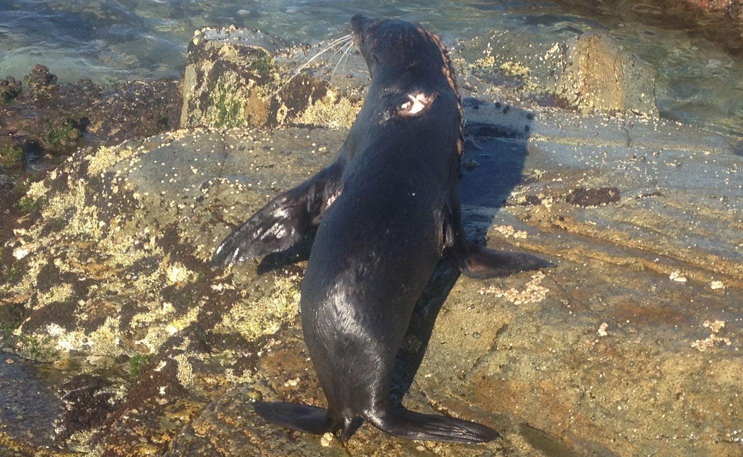 Staff from Dolphin Marine Magic rushed to Emerald Beach after receiving word this fur seal was in trouble. Staff from Dolphin Marine Magic rushed to Emerald Beach after receiving word this fur seal was in trouble.