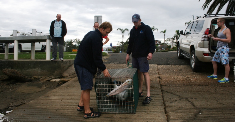 Dolphin Marine Magic’s Dr Duan March and marine specialist Kieran Marshall release the pelican after its recovery at Nambucca Heads. Dolphin Marine Magic’s Dr Duan March and marine specialist Kieran Marshall release the pelican after its recovery at Nambucca Heads.