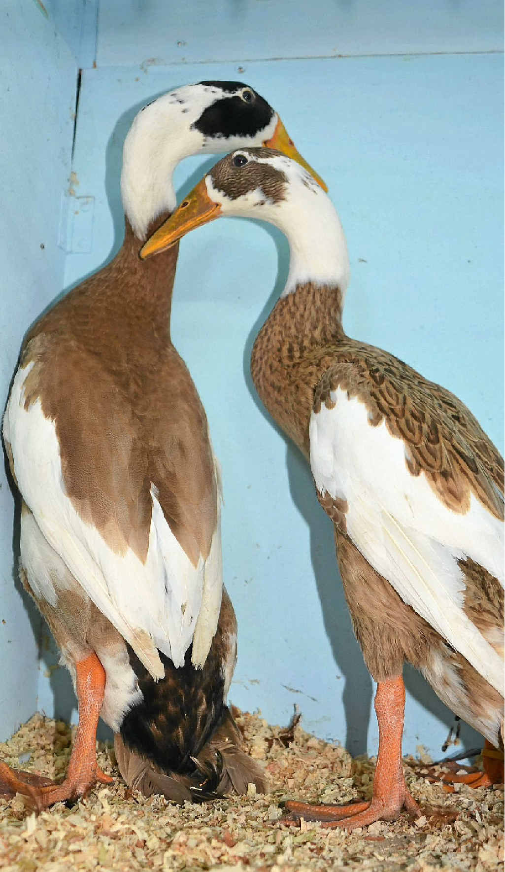 DUCK IN: Two Indian Runner ducks in their cage at the Warwick Poultry Club annual auction. DUCK IN: Two Indian Runner ducks in their cage at the Warwick Poultry Club annual auction.