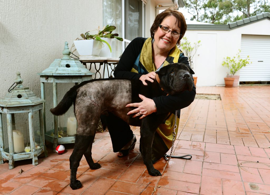 Janet Pisasale with her dog Sammy that survived after impaling itself on a fence. Janet Pisasale with her dog Sammy that survived after impaling itself on a fence.