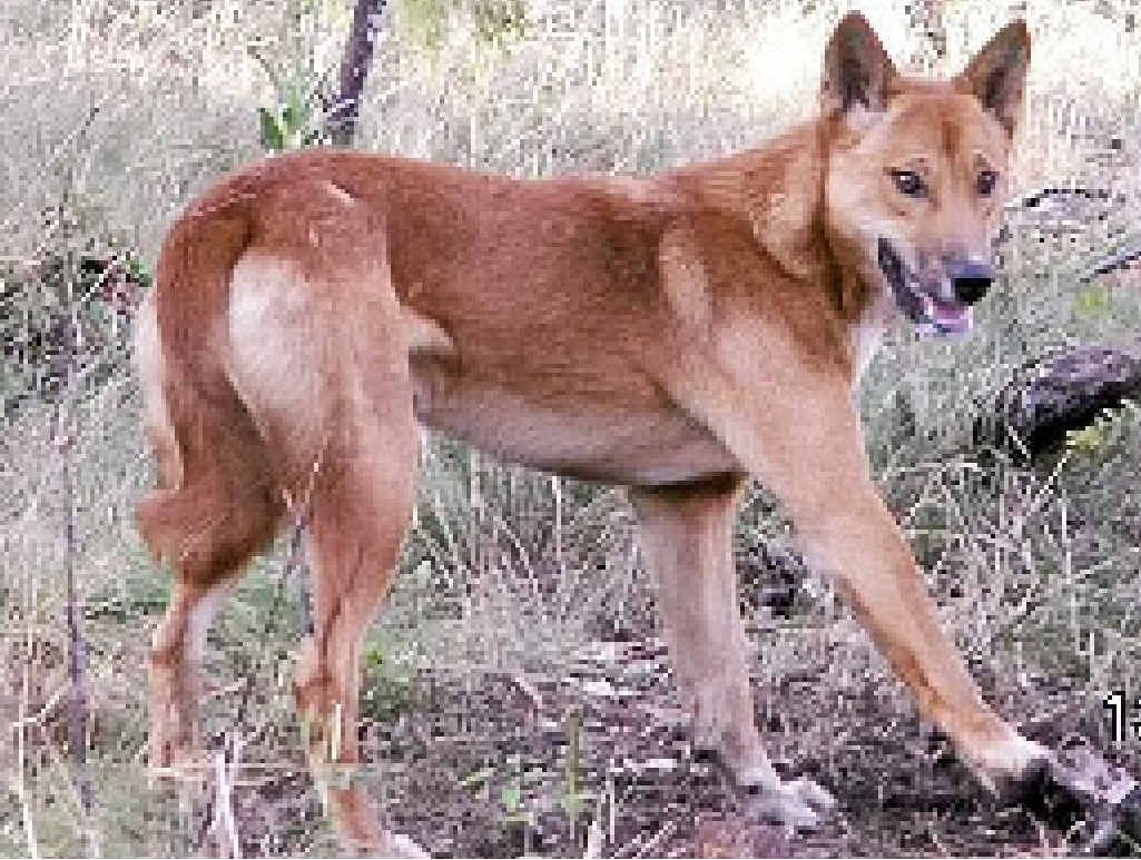 A wild dog roams the Warwick area. A wild dog roams the Warwick area.