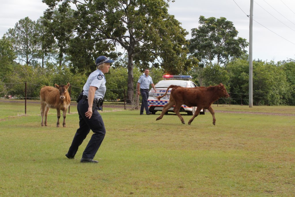 Maryborough police are trying to moo-ve along cows which escaped near the intersection of Walker St and the Bruce Hwy.