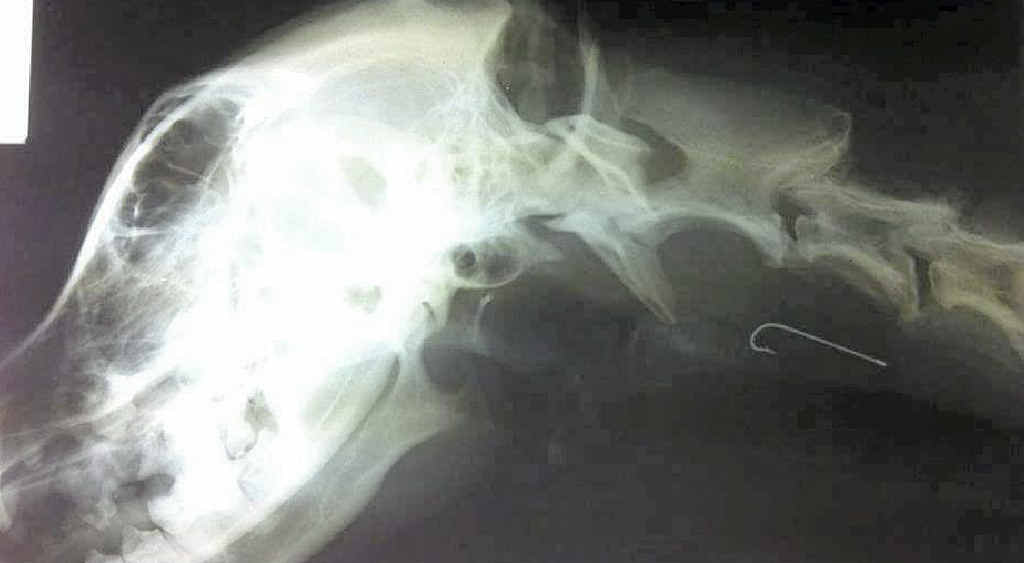 LURKING DANGER: The x-ray shows the hook in Chopper’s throat which was probably picked up after being discarded in a neighbour’s yard. LURKING DANGER: The x-ray shows the hook in Chopper’s throat which was probably picked up after being discarded in a neighbour’s yard.