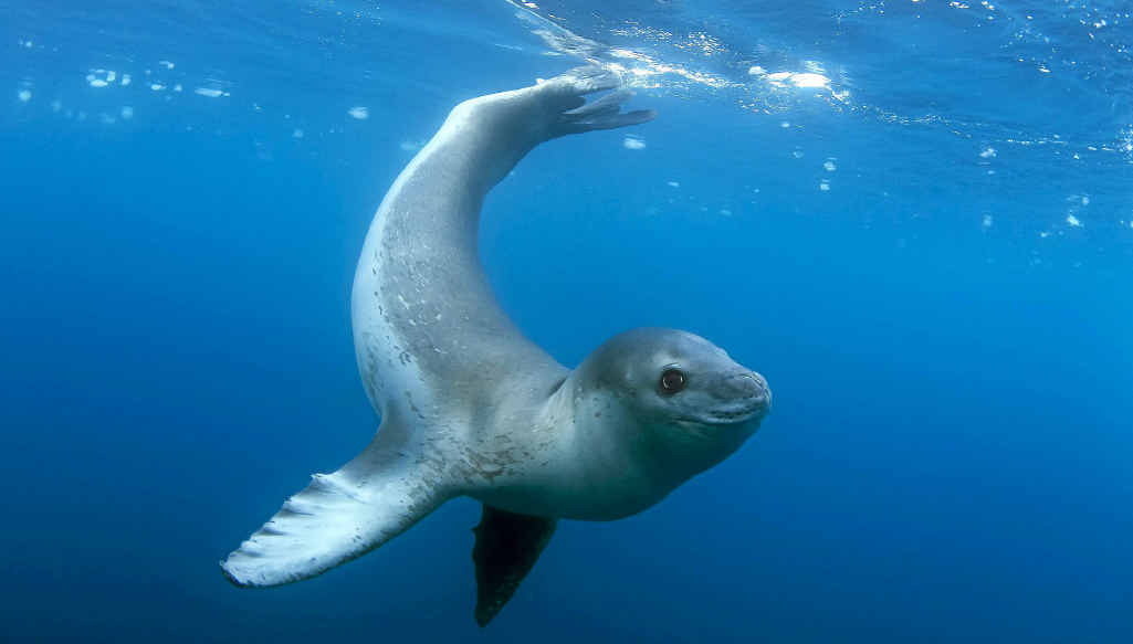 IN A WORLD OF WHITE AND BLUE: Antarctica’s wildlife and dramatic scenery offer great opportunity for the passionate photographer. IN A WORLD OF WHITE AND BLUE: Antarctica’s wildlife and dramatic scenery offer great opportunity for the passionate photographer.