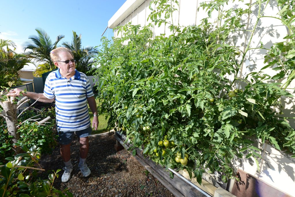 Image for sale: Flinders View resident Clyde Sippel with his tomato bush that has grown on it's own and is now about 3m x 2.1m. Photo: Sarah Harvey / The Queensland Times