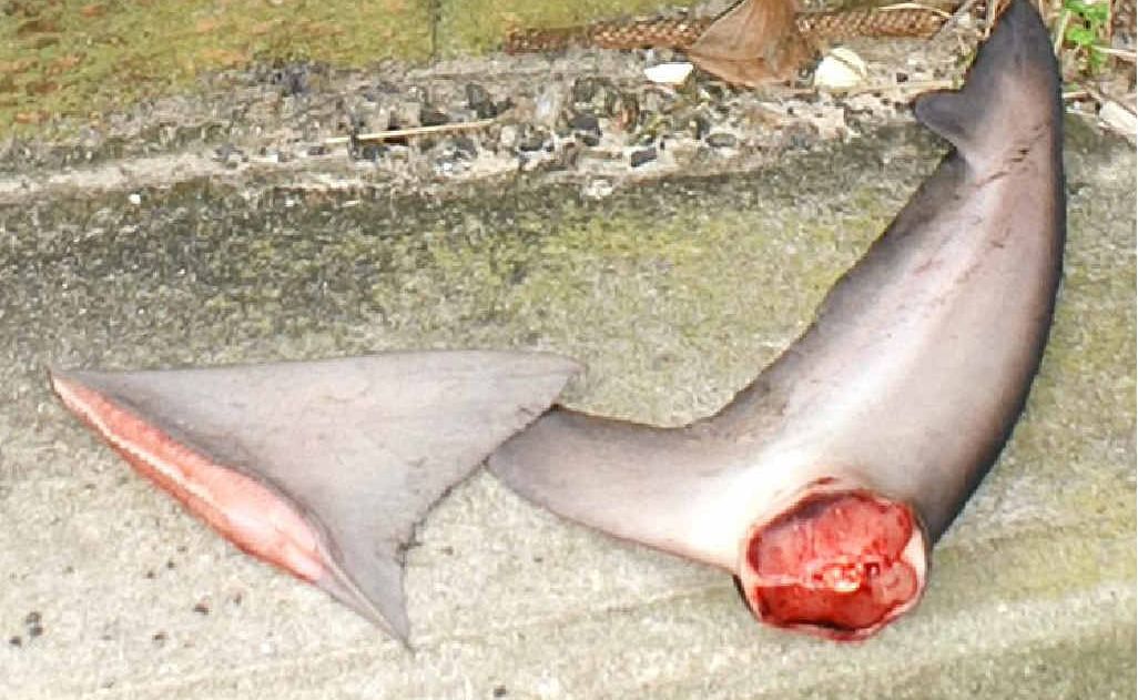 Shark fins left at Ballina’s Lighthouse Lookout last week. Shark fins left at Ballina’s Lighthouse Lookout last week.