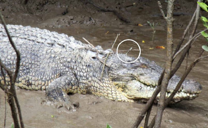 Fat Guts is doing well since being shot and has even been seen canoodling with his long-time girlfriend Ginger. Fat Guts is doing well since being shot and has even been seen canoodling with his long-time girlfriend Ginger.