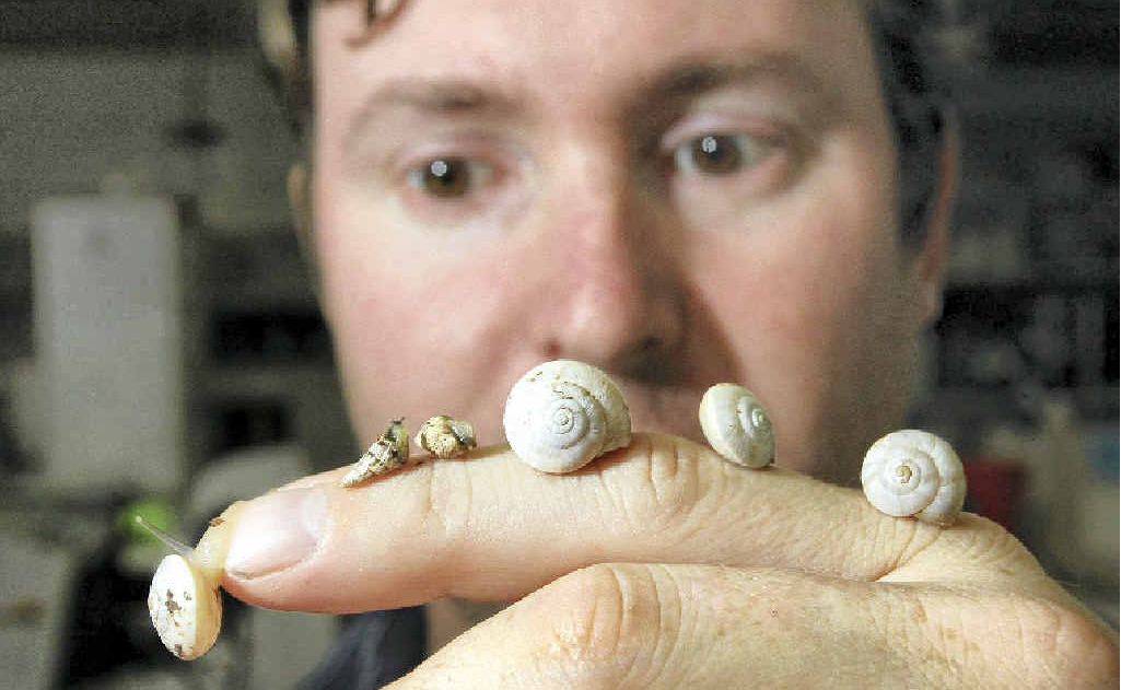 Dr Michael Stewart from USC is developing a contraceptive for snails. Dr Michael Stewart from USC is developing a contraceptive for snails.