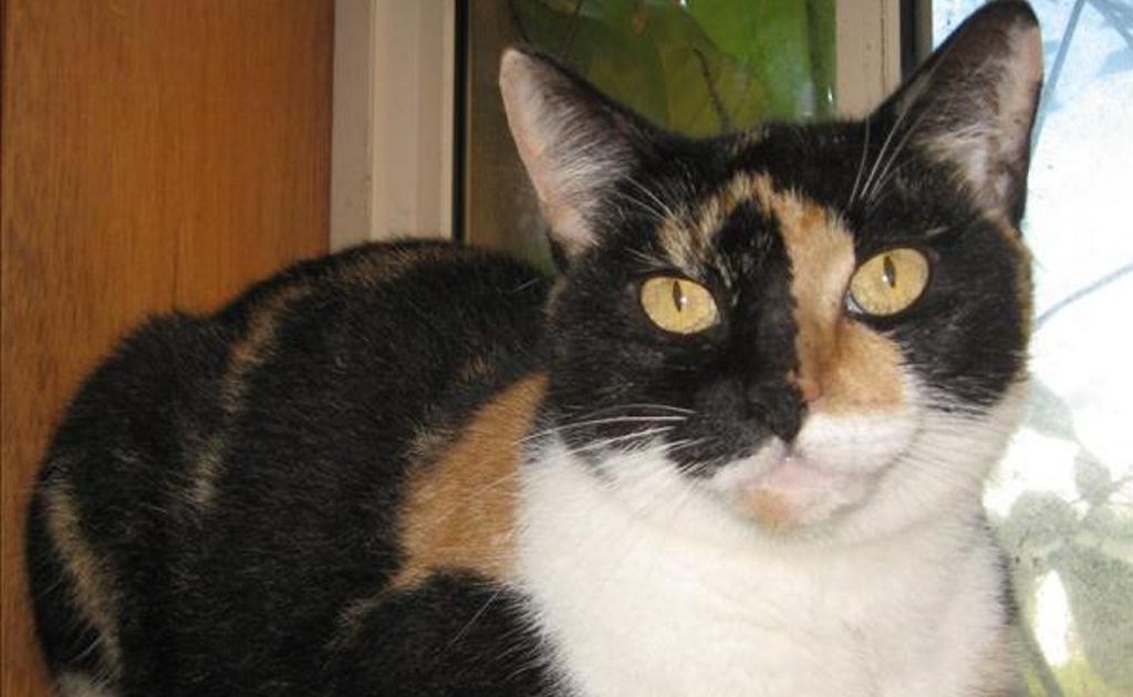 Jasmine is a 2-year-old domestic short hair cross. Photo Contributed Jasmine is a 2-year-old domestic short hair cross. Photo Contributed