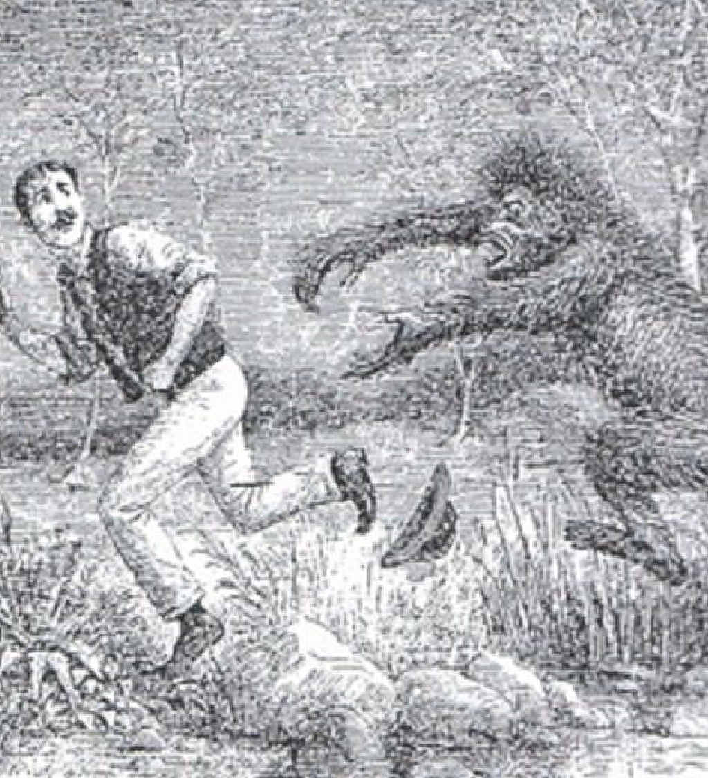 YIKES: Mulgowie Yowie returns. YIKES: Mulgowie Yowie returns.